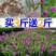 药材白芨种子紫花三叉大白芨种子中药材白芨种子提供