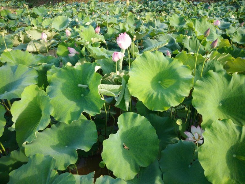 莲藕，三红蜜柚，地暖，漏粪板