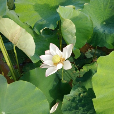 莲藕，三红蜜柚，地暖，漏粪板