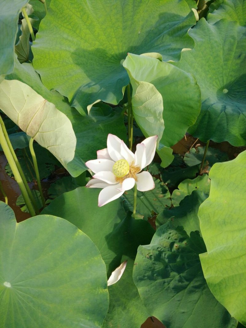 莲藕，三红蜜柚，地暖，漏粪板