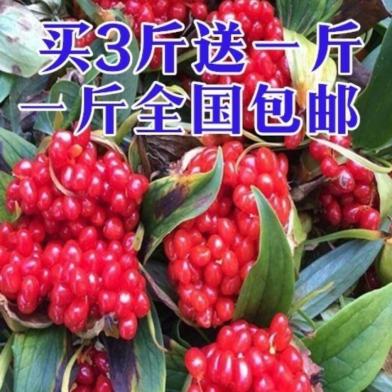 正宗云南重楼种子野生七叶一枝花种苗滇重楼独角莲种