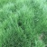 黑麦草种子