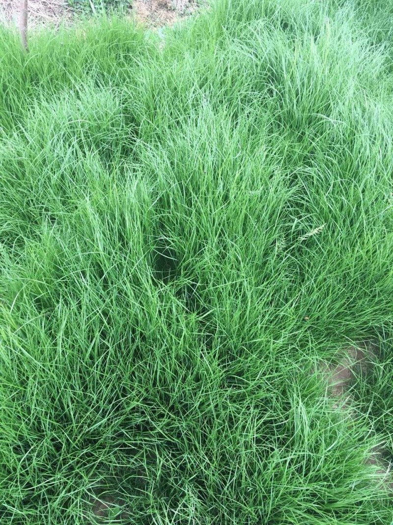 黑麦草种子