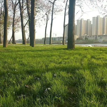 黑麦草种子