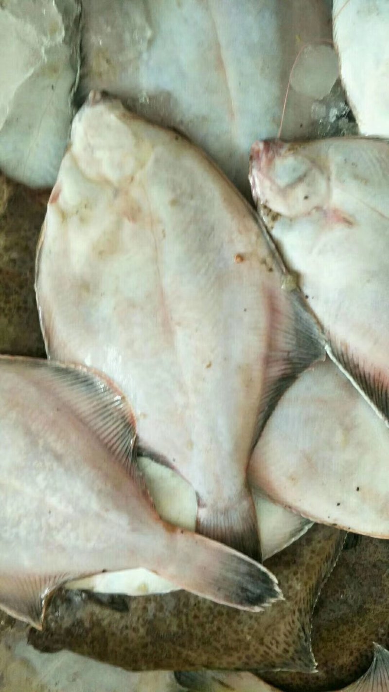 琅琊海鲜大中小号鼓眼鱼