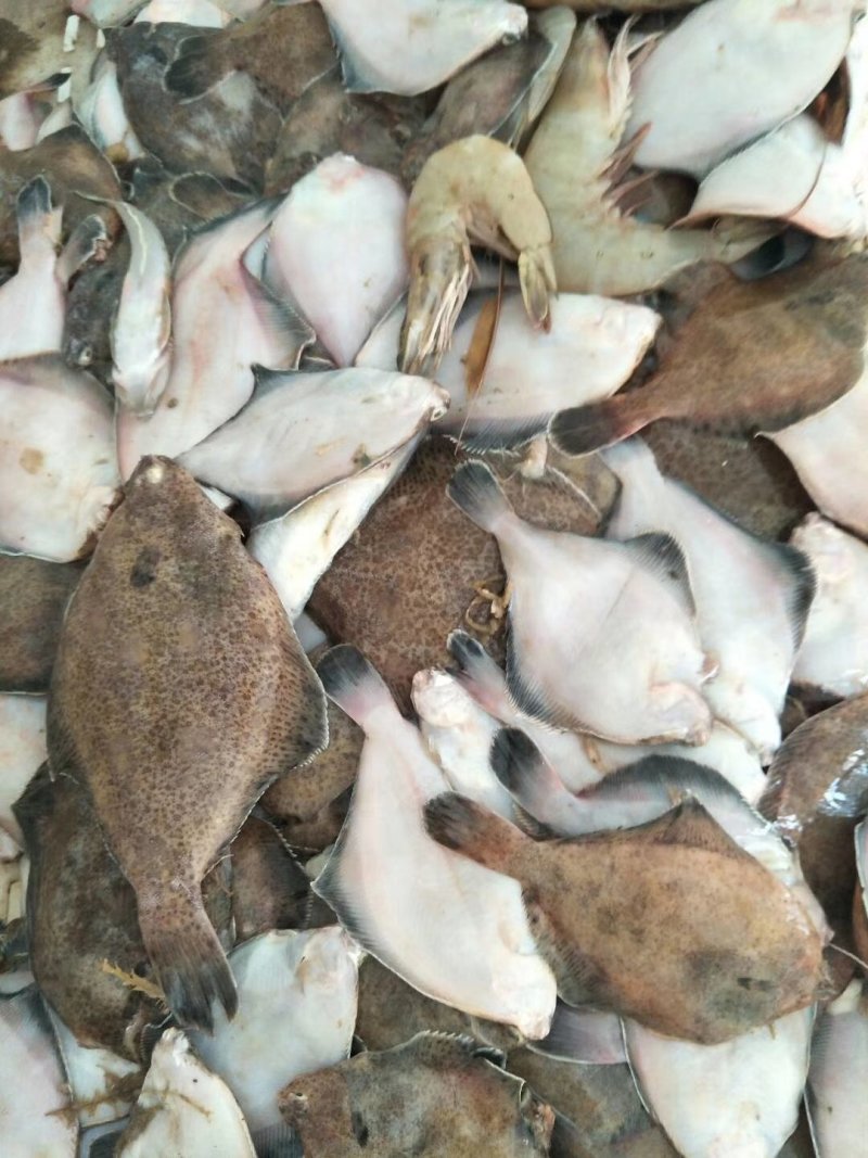 琅琊海鲜大中小号鼓眼鱼