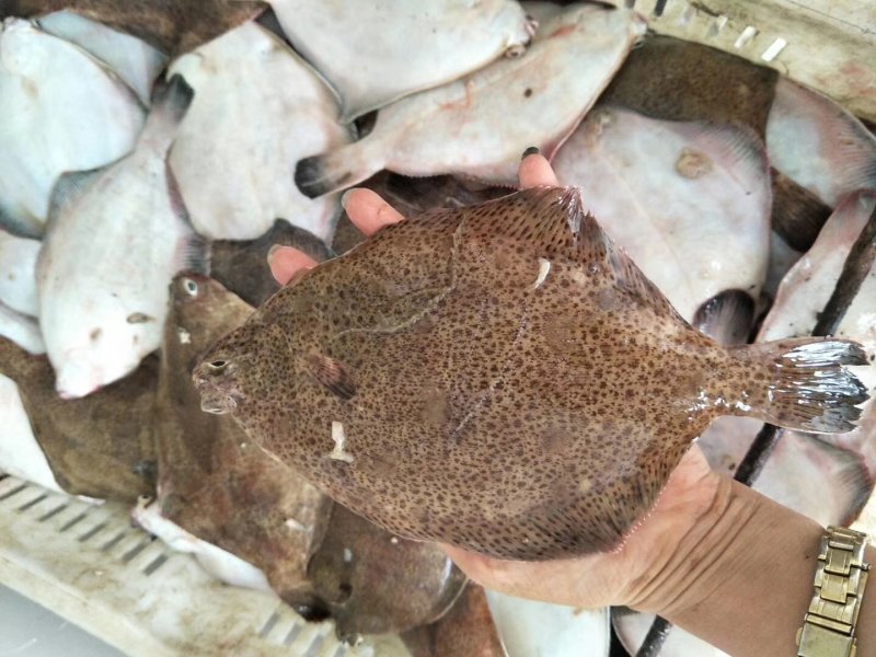 琅琊海鲜大中小号鼓眼鱼