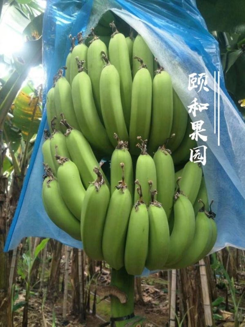 雷州香蕉