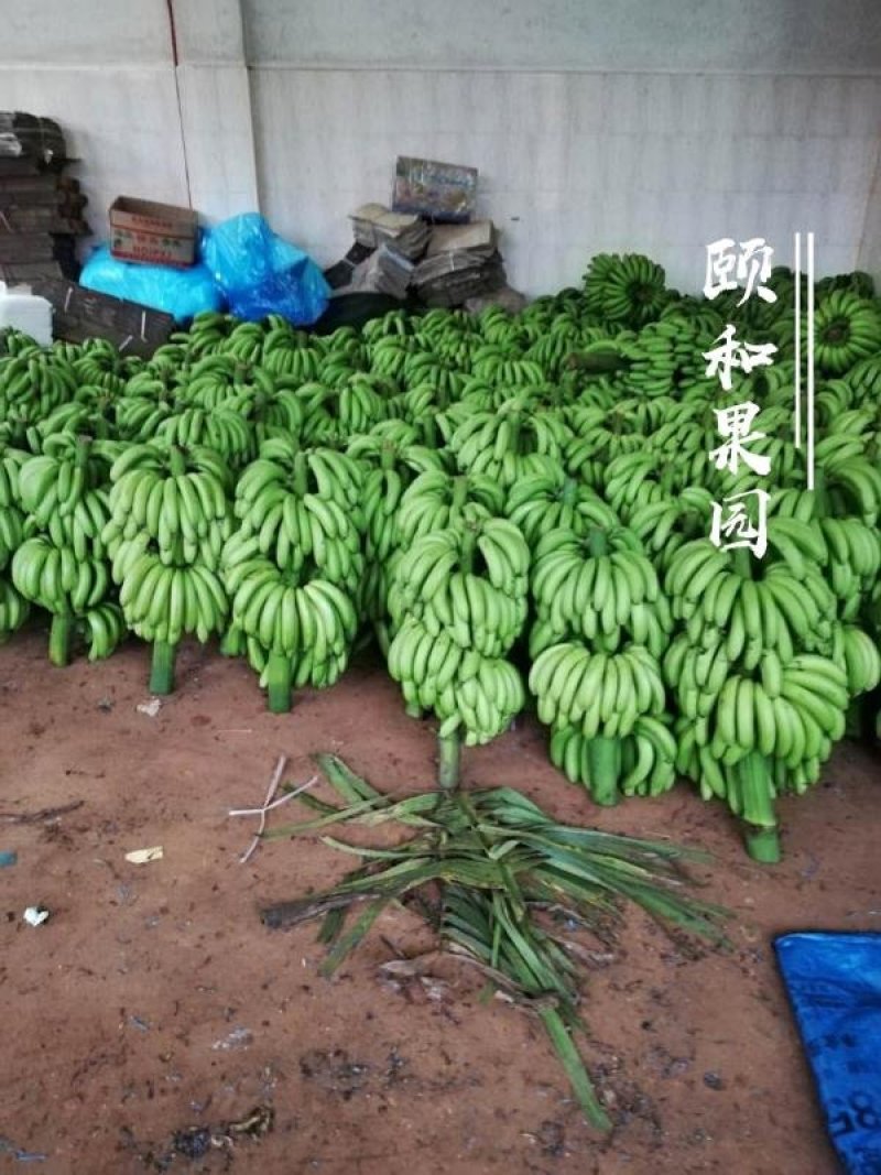 雷州香蕉