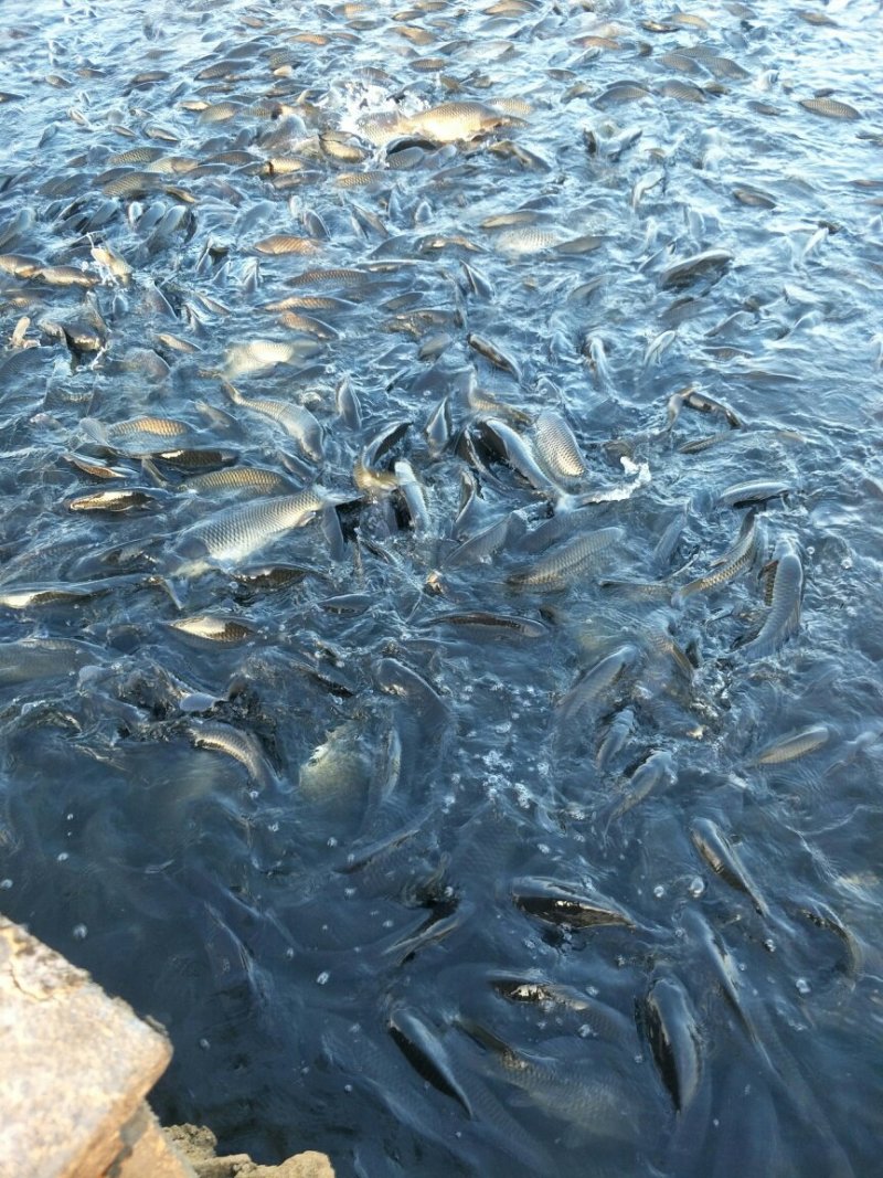 网箱鲤鱼