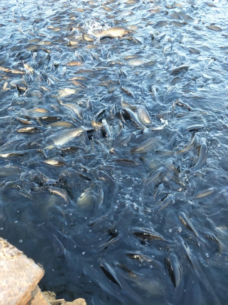 网箱鲤鱼