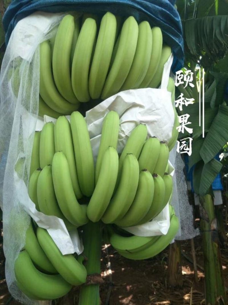 雷州香蕉