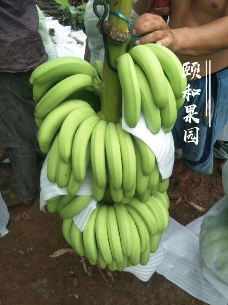 雷州香蕉