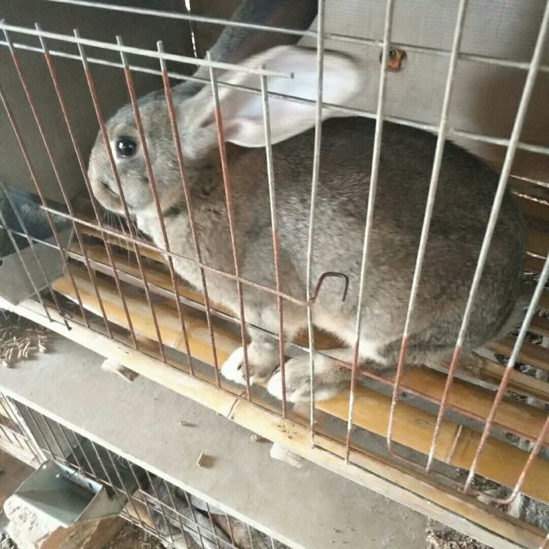 专业种兔繁殖基地+出售诚信经营基地直发品种优良