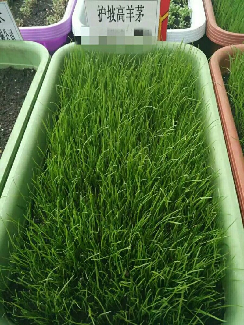高羊茅草种种子多年生春夏秋播种(包邮)
