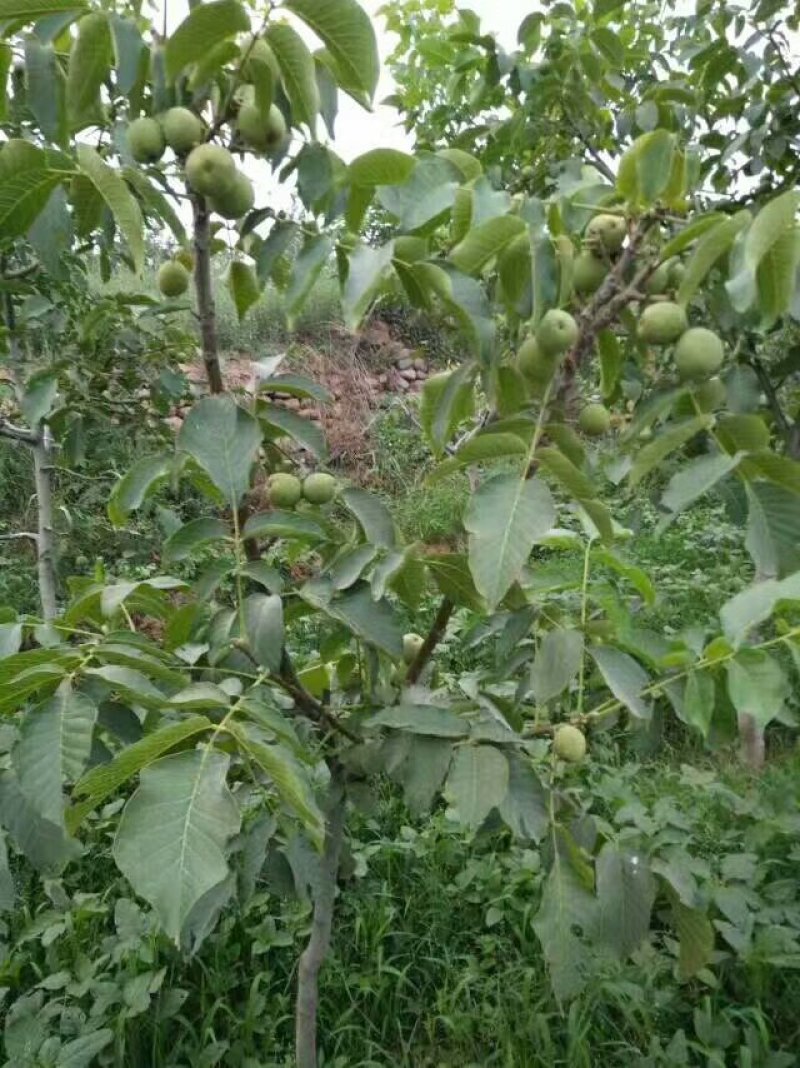核桃苗，香玲核桃苗，矮化薄皮核桃苗，产量高，成活率高