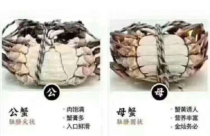 1.68母蟹食用洪泽湖精品红膏大闸蟹