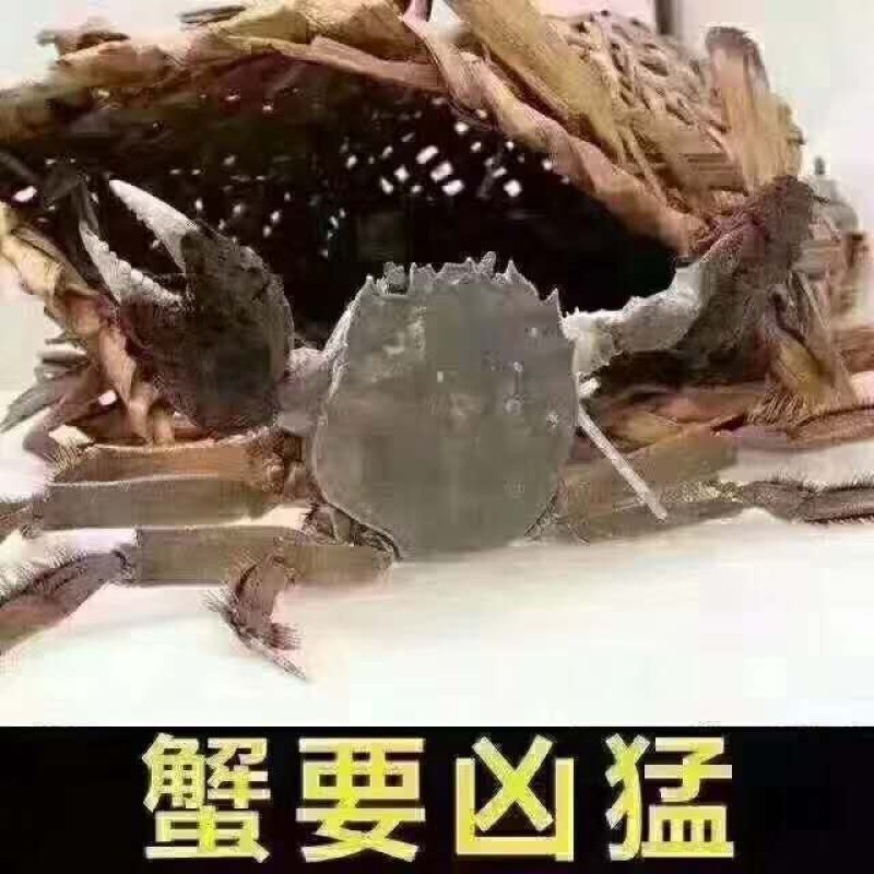 1.68母蟹食用洪泽湖精品红膏大闸蟹