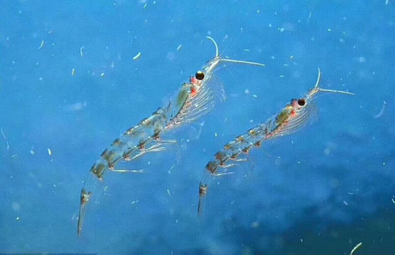 虾皮
