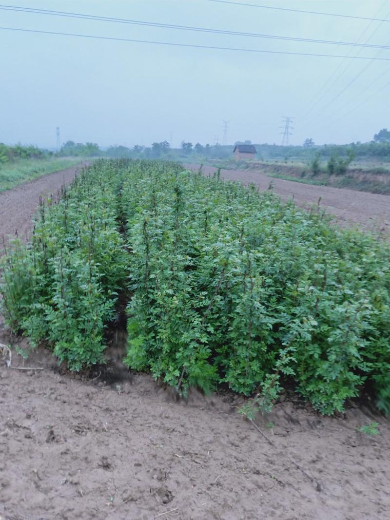 无刺花椒苗，狮子头花椒苗，大红袍花椒苗基地，九叶青花椒苗