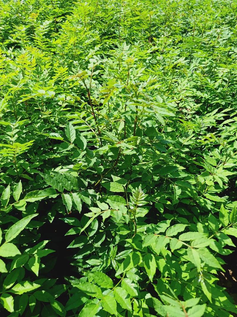 无刺花椒苗，狮子头花椒苗，大红袍花椒苗基地，九叶青花椒苗