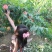 金秋红蜜桃