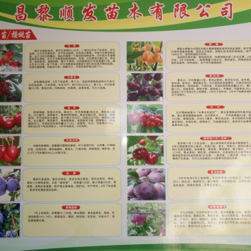 杏树苗，清地处理中，一棵也是批发价格，需要的抓紧联系！