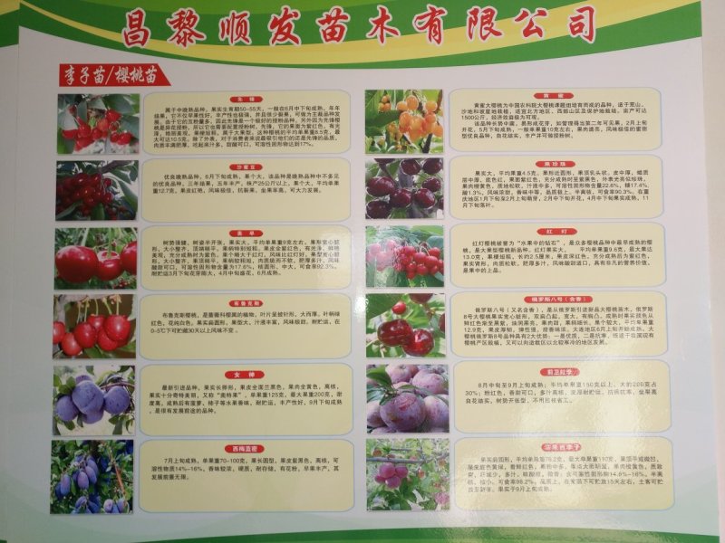 杏树苗，清地处理中，一棵也是批发价格，需要的抓紧联系！