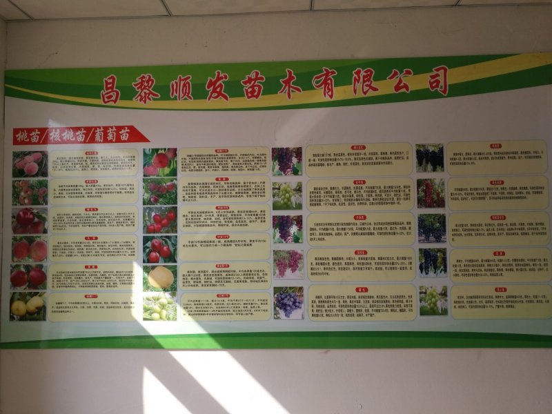 杏树苗，清地处理中，一棵也是批发价格，需要的抓紧联系！