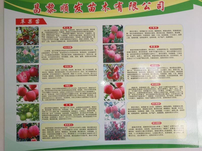 杏树苗，清地处理中，一棵也是批发价格，需要的抓紧联系！