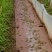 商品青蛙，小龙虾，青虾