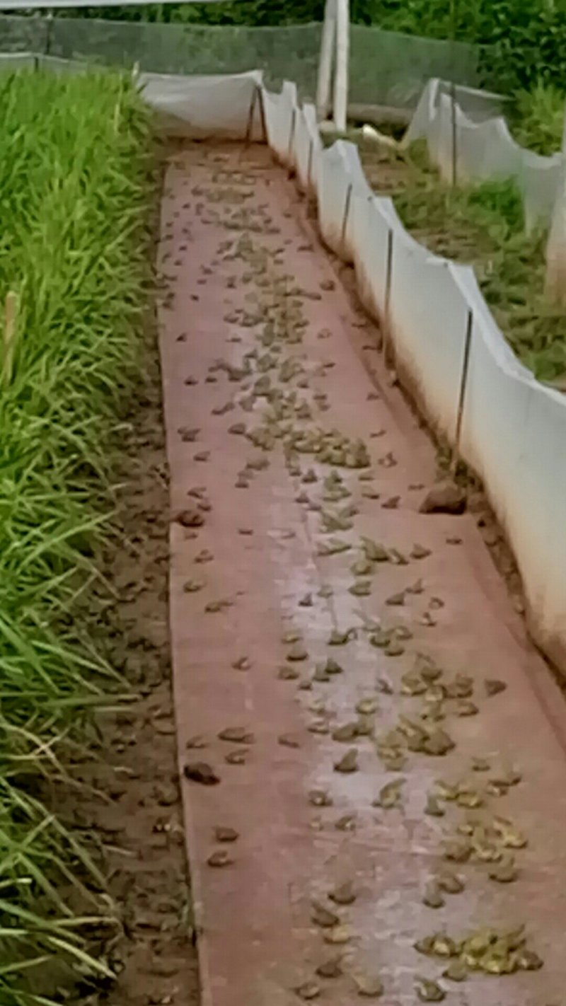 商品青蛙，小龙虾，青虾