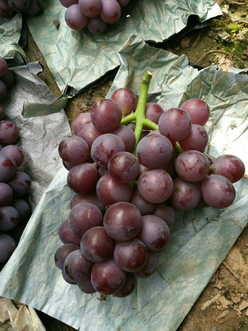 巨峰葡萄：粒子大颜色好，露天套袋巨峰葡萄万亩葡萄基地