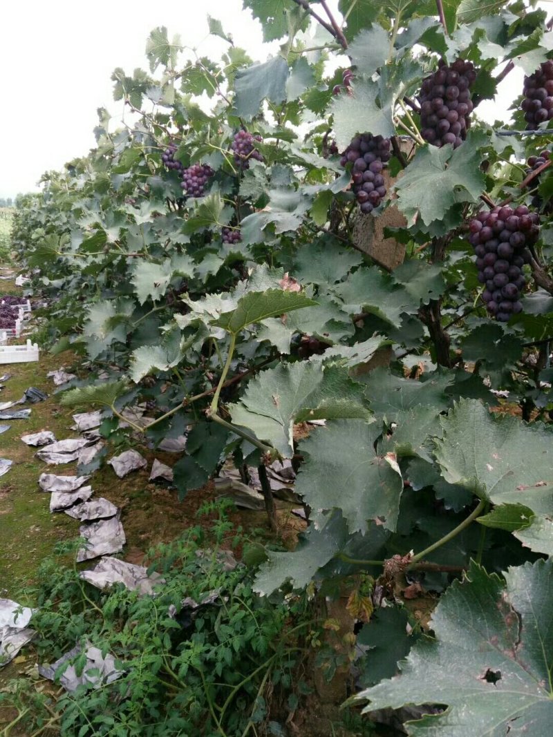 巨峰葡萄：粒子大颜色好，露天套袋巨峰葡萄万亩葡萄基地