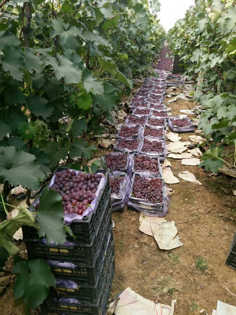 巨峰葡萄：粒子大颜色好，露天套袋巨峰葡萄万亩葡萄基地
