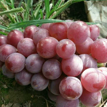 巨峰葡萄：粒子大颜色好，露天套袋巨峰葡萄万亩葡萄基地