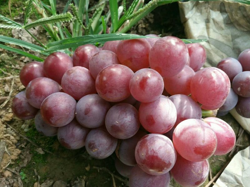 巨峰葡萄：粒子大颜色好，露天套袋巨峰葡萄万亩葡萄基地