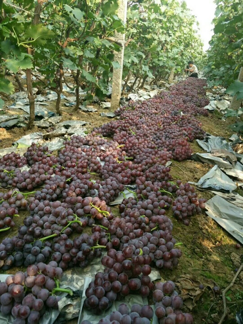 巨峰葡萄：粒子大颜色好，露天套袋巨峰葡萄万亩葡萄基地