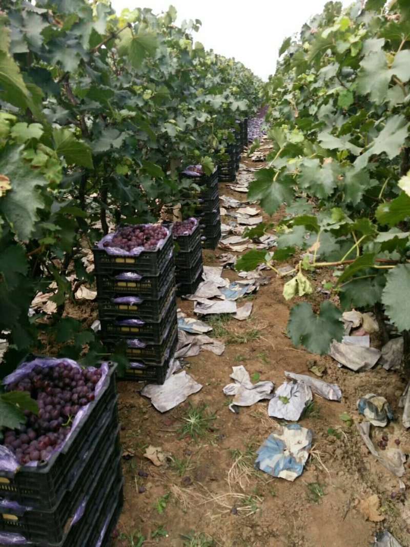 巨峰葡萄：粒子大颜色好，露天套袋巨峰葡萄万亩葡萄基地