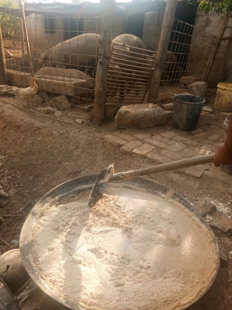 黑猪肉食用