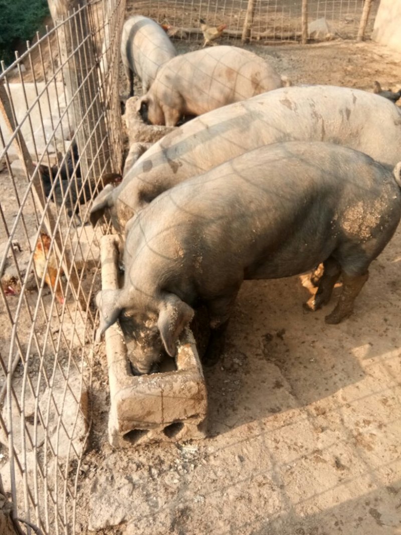 黑猪肉食用