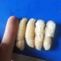 大量批发一级二级蜂蛹