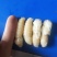 大量批发一级二级蜂蛹