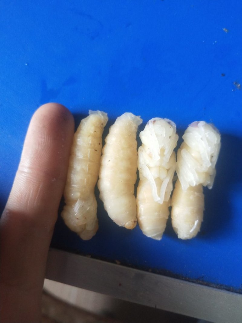 大量批发一级二级蜂蛹