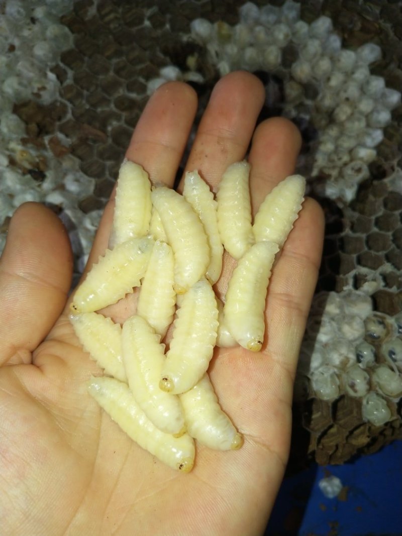 大量批发一级二级蜂蛹