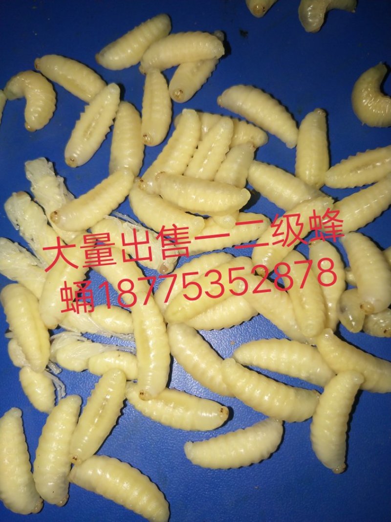 大量批发一级二级蜂蛹