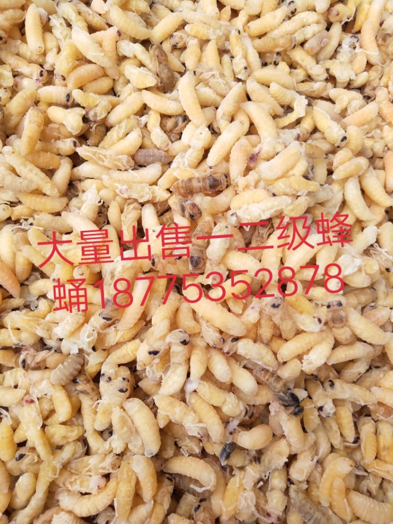 大量批发一级二级蜂蛹