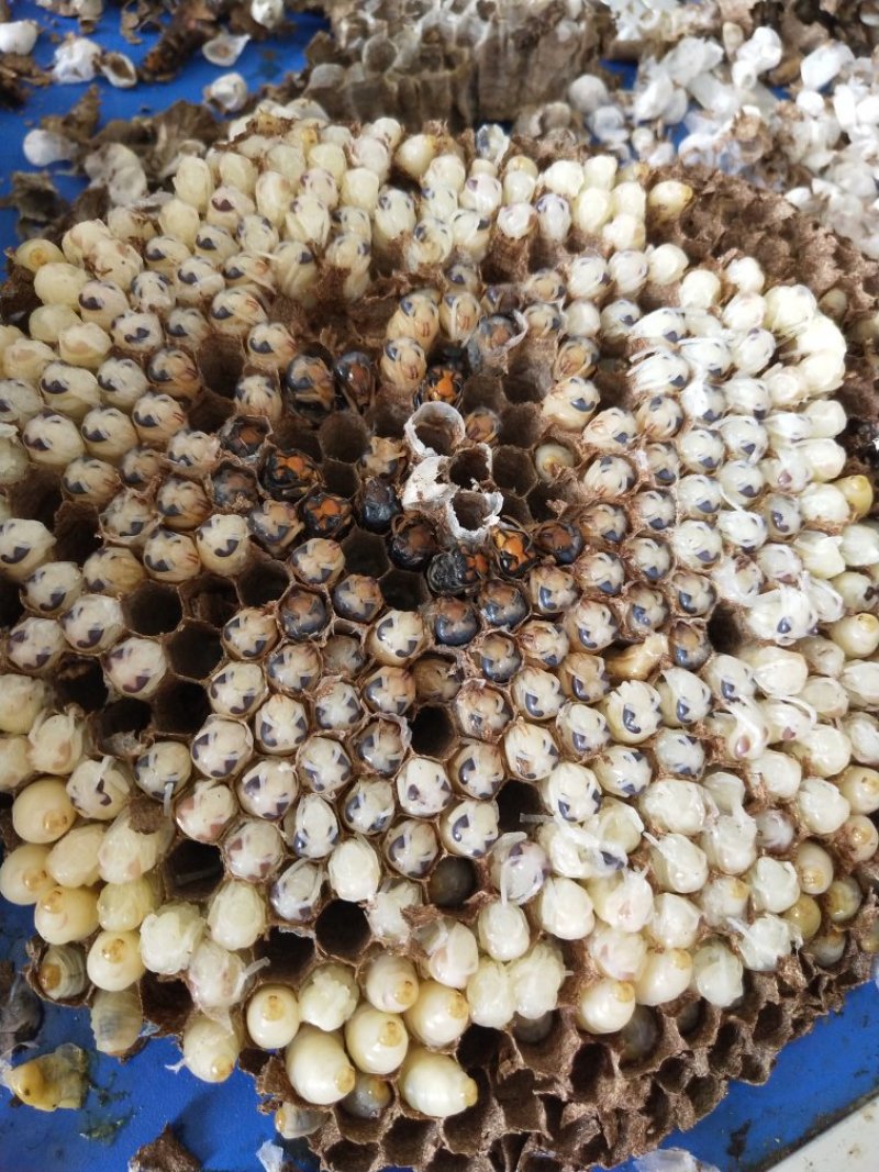 大量批发一级二级蜂蛹