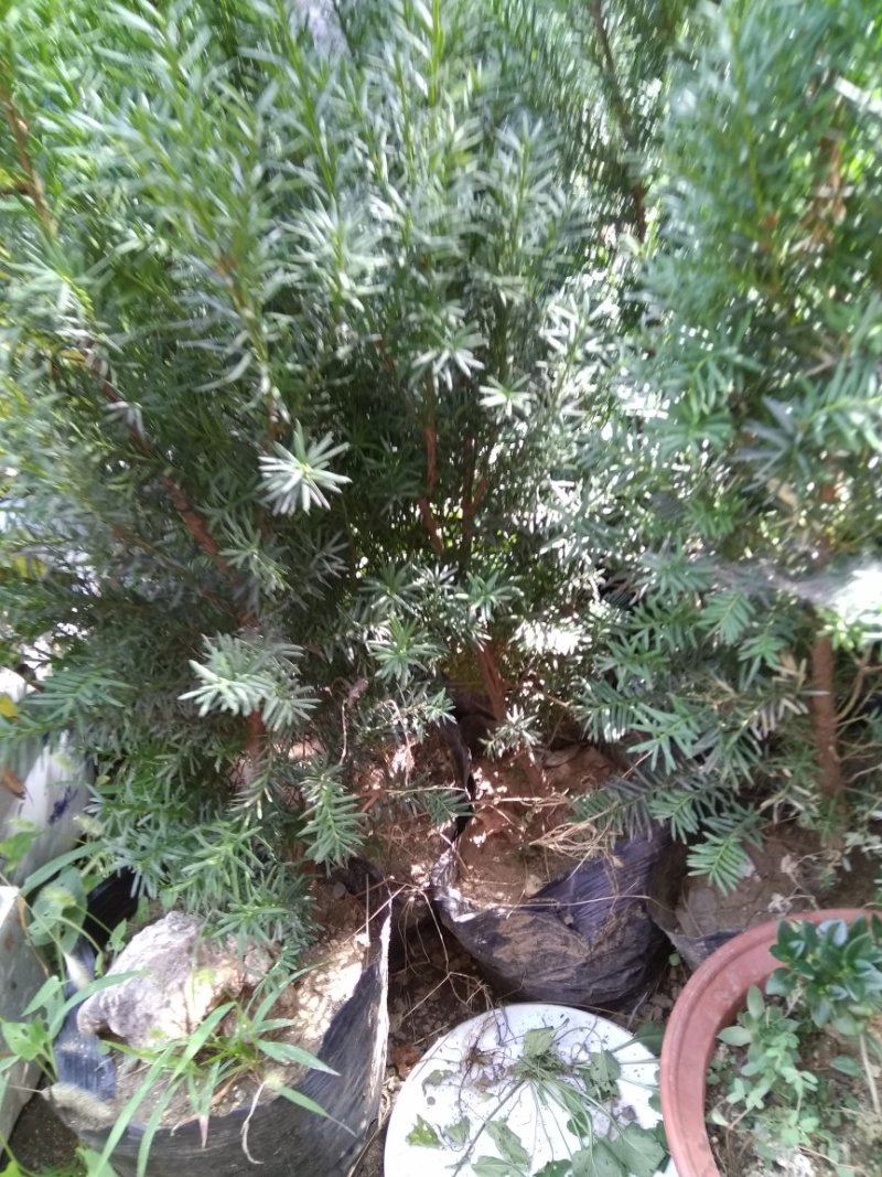 曼地亚红豆杉
