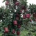 花牛苹果